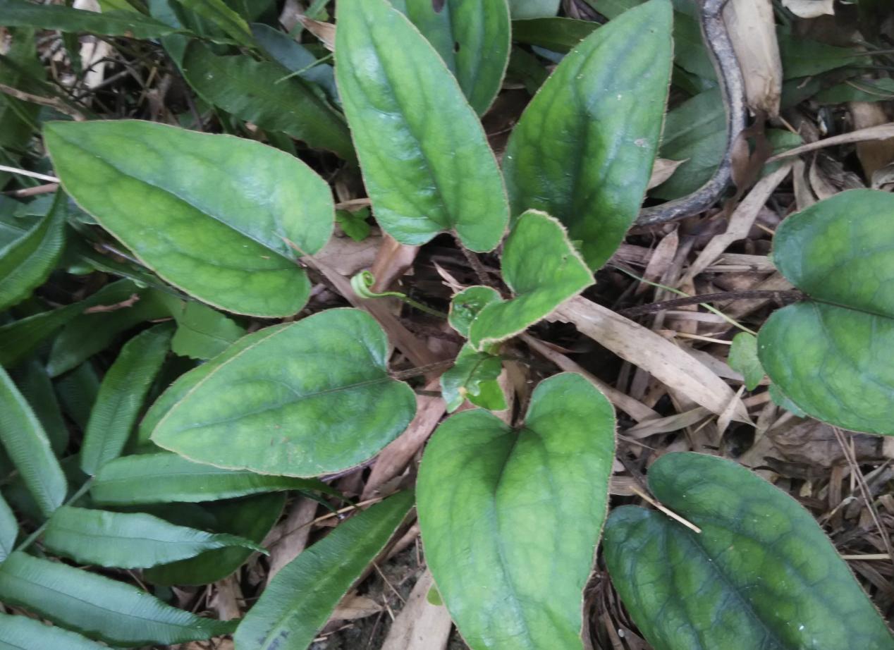 今日黃連最新價(jià)格及小巷隱秘寶藏，探尋特色小店的奇妙之旅