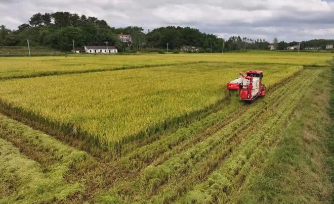最新直播稻技術(shù)揭秘，小巷深處的稻田直播秘境探索