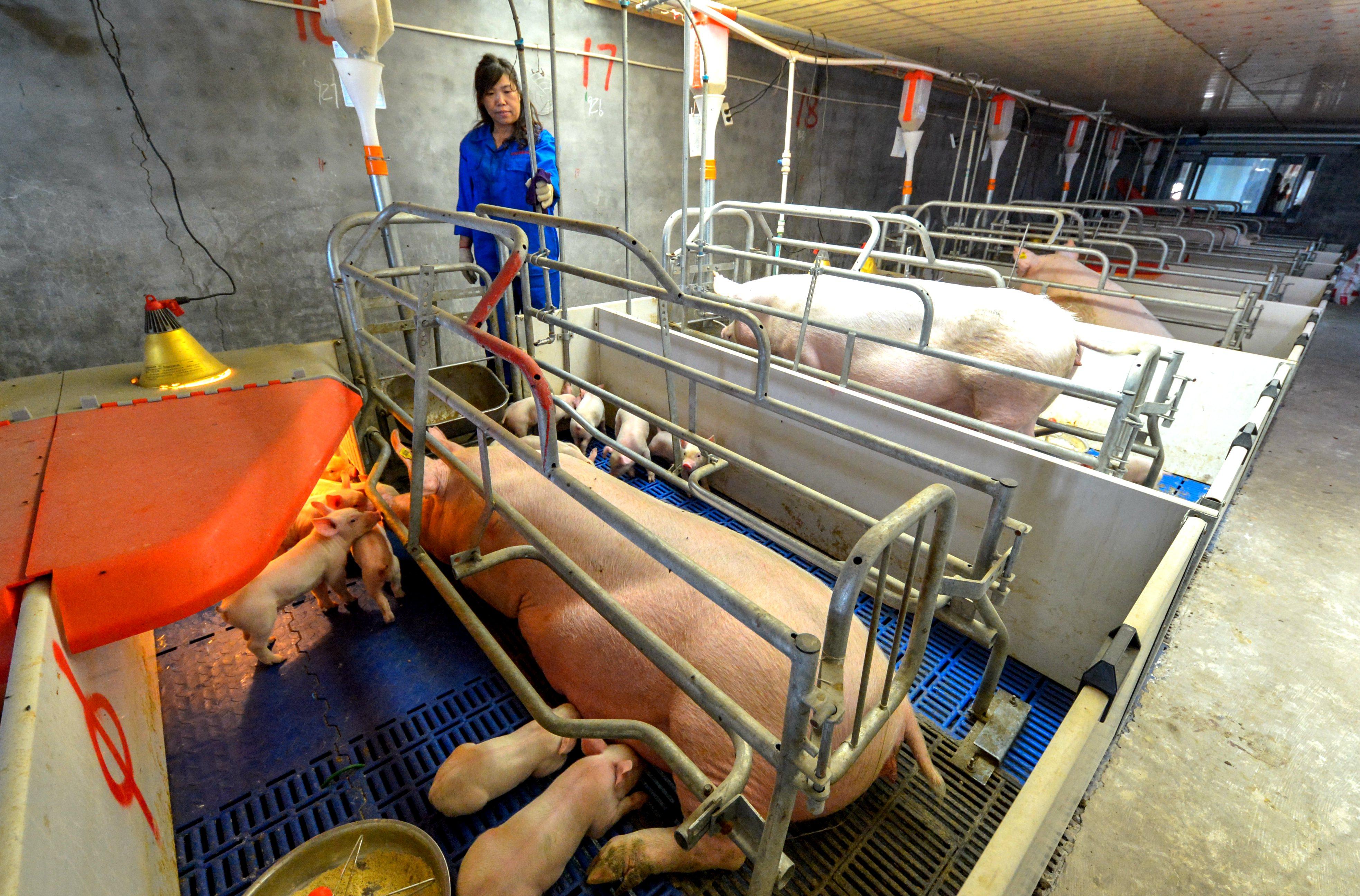 河北仔豬最新價(jià)格揭秘，小巷中的寶藏探索