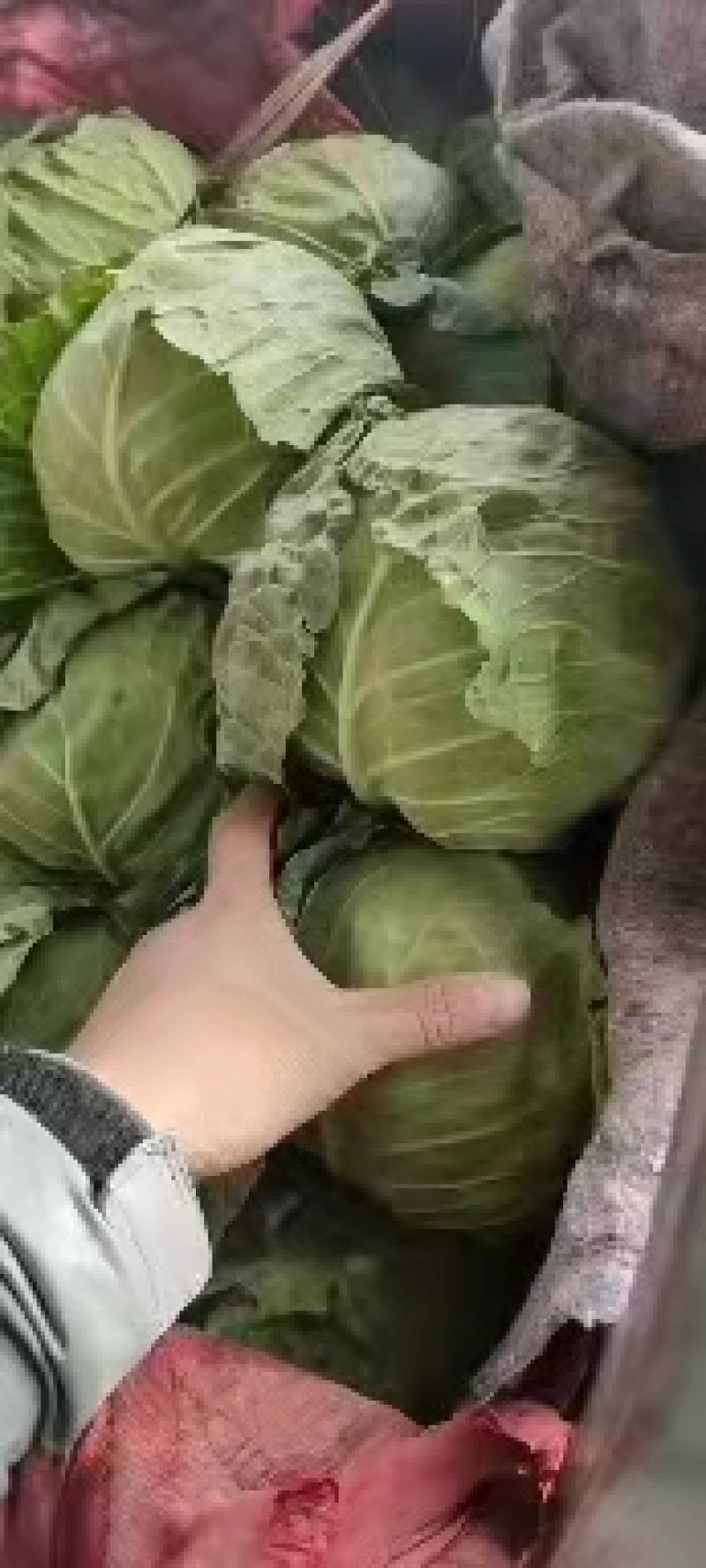 永年甘藍(lán)最新價(jià)格及市場(chǎng)走勢(shì)、種植要點(diǎn)與購(gòu)買指南全解析