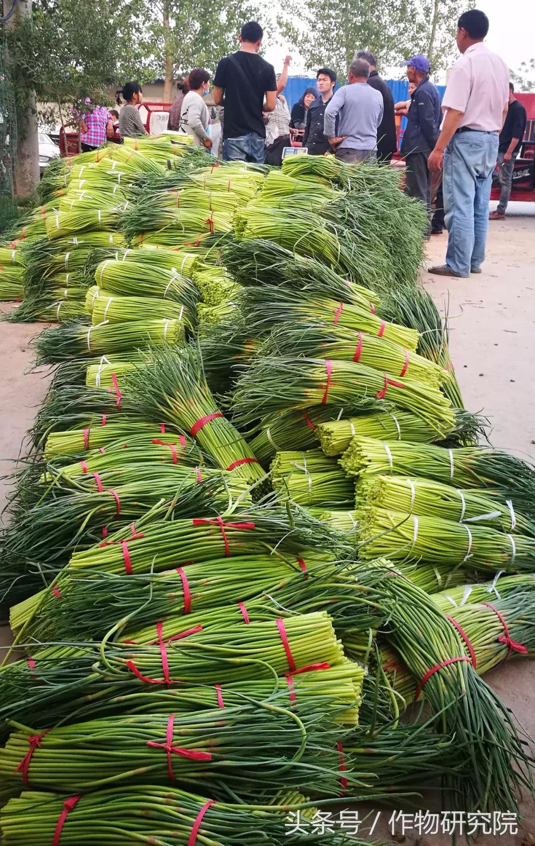 大蒜的奇妙旅程與溫馨故事，最新大蒜資訊報(bào)道