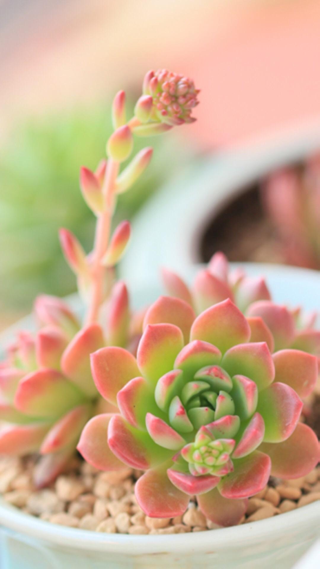 最新多肉植物，獨(dú)特的植物美學(xué)觀點(diǎn)探討