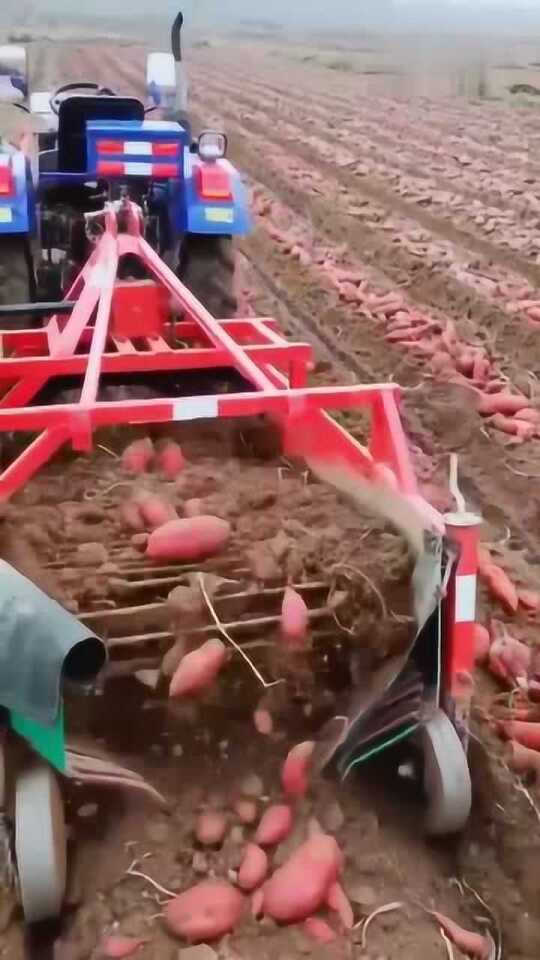 科技革新引領(lǐng)紅薯挖掘新紀元，最新挖紅薯機器亮相！