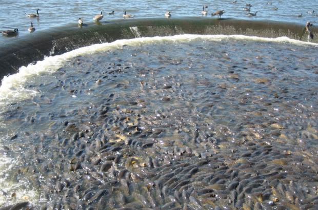 美國鯉魚成災(zāi)背后秘密揭秘，鯉魚泛濫與小巷獨(dú)特小店的故事