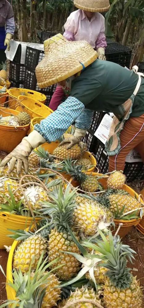 徐聞菠蘿最新價格及市場走勢分析，多方觀點解讀市場動態(tài)