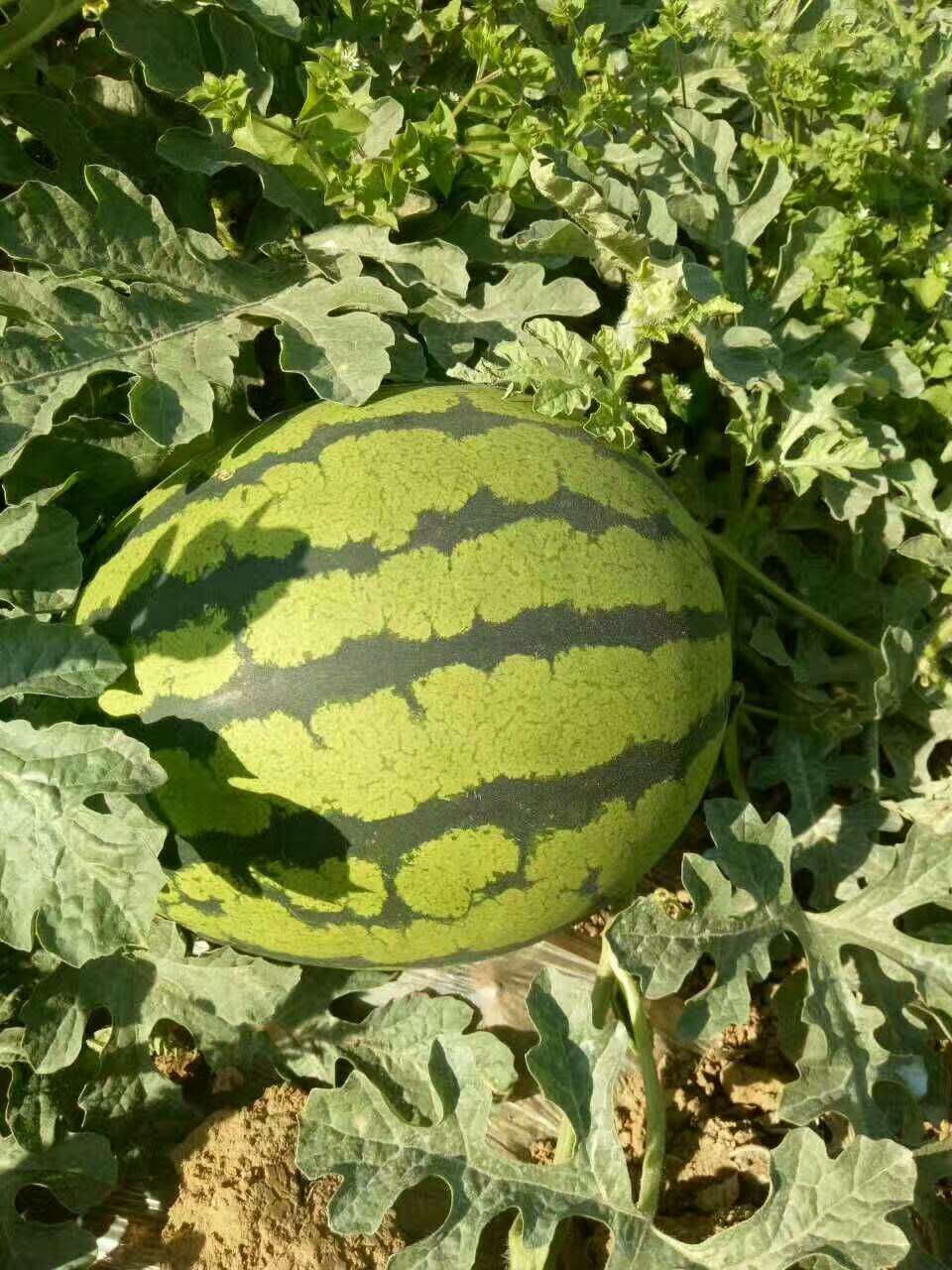 惠民西瓜最新價(jià)格，一顆瓜的成長(zhǎng)之路與你的成長(zhǎng)相伴