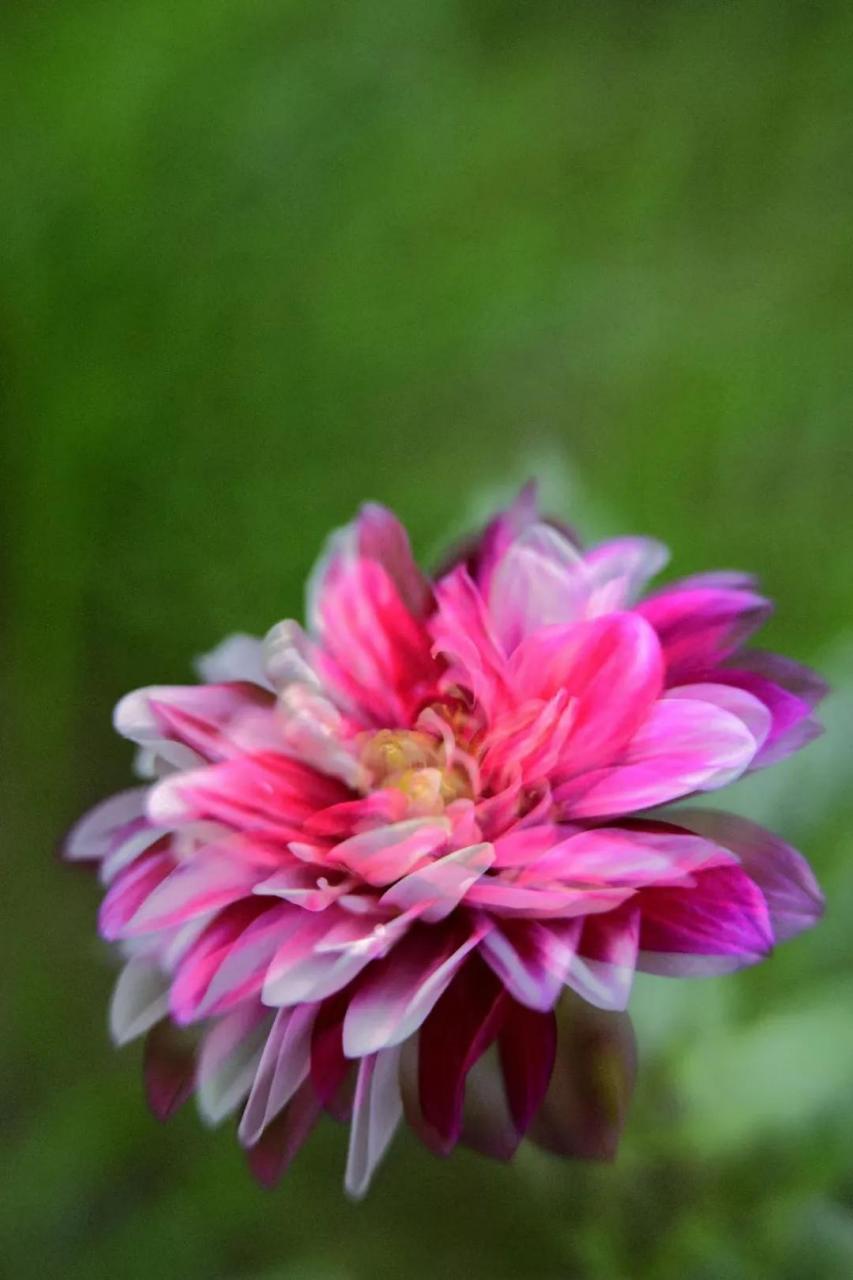 最新花舞，綻放的藝術(shù)之美欣賞