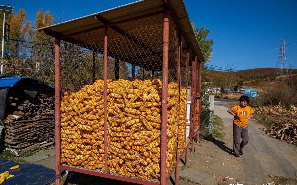 玉米最新動(dòng)態(tài)，與自然美景的旅行之旅