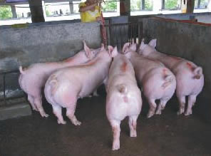 最新仔豬品種選擇與飼養(yǎng)指南，品種介紹與飼養(yǎng)步驟全解析