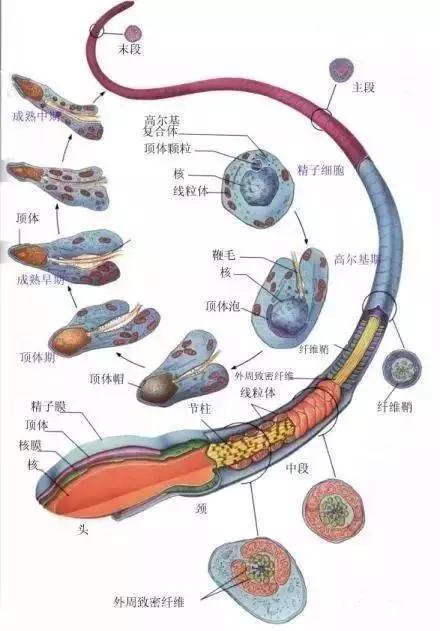 窩精子最新，小巷中的秘密風(fēng)味探索