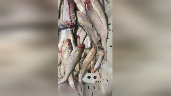 最新魚視頻，海洋生態(tài)與觀賞魚文化的精彩交融