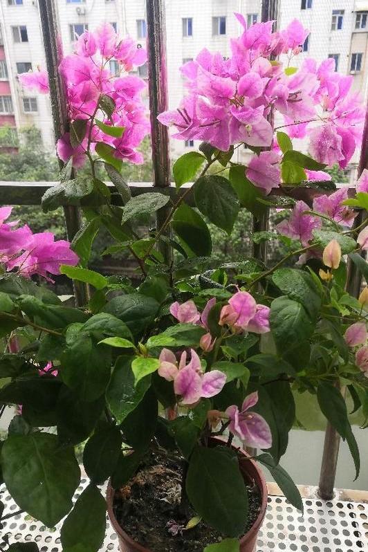 小巷深處的獨(dú)特花語，最新殘花之美