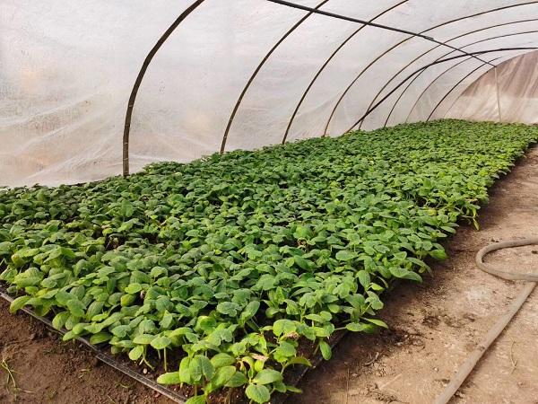 探索自然美景的輕松之旅，最新黃瓜社區(qū)