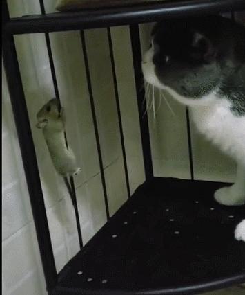 城市隱秘觀察者，灰色老鼠的最新動(dòng)態(tài)觀察