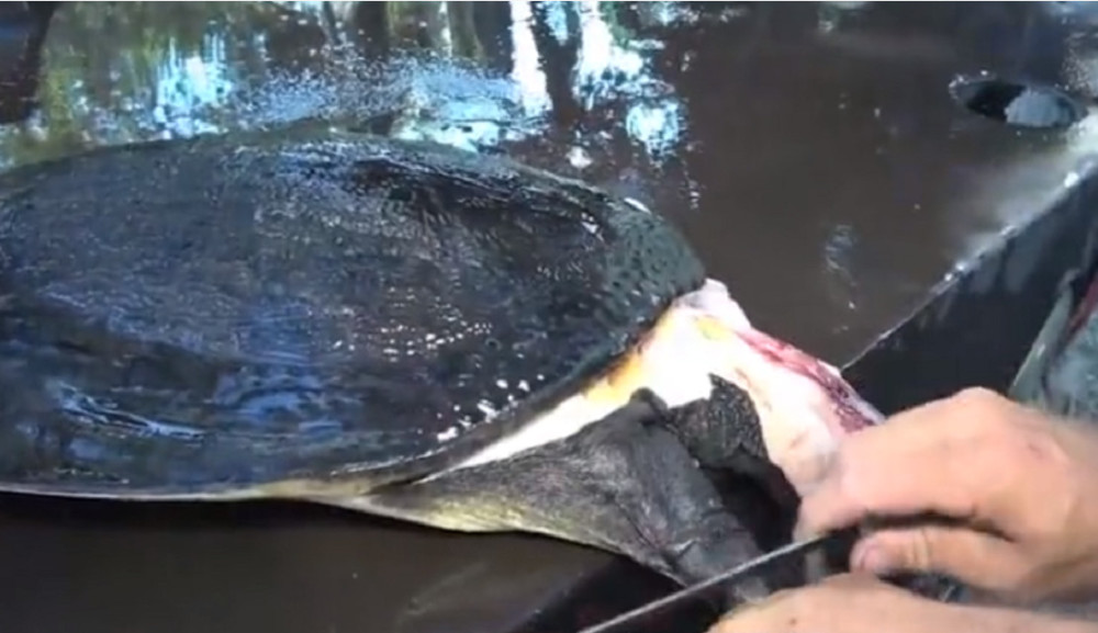 最新釣甲魚(yú)，一段垂釣樂(lè)趣的溫馨時(shí)光