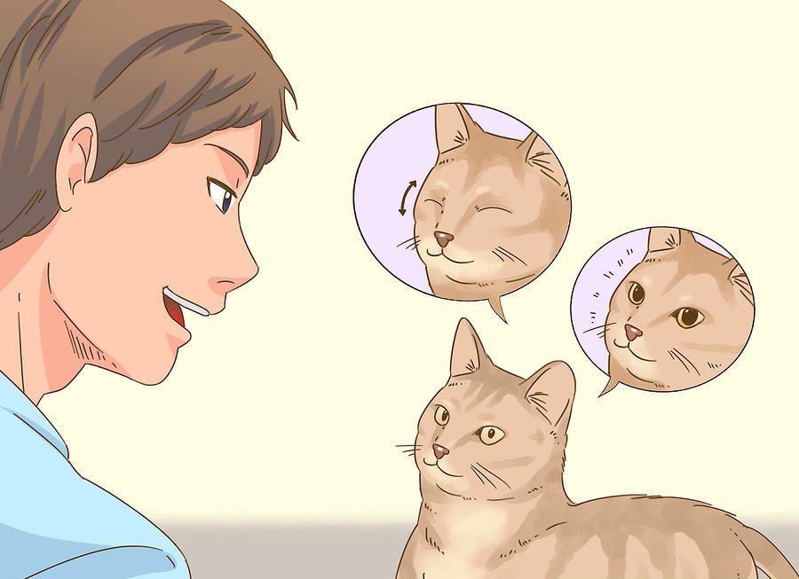 貓咪最新破譯，高科技重塑貓奴生活，智能養(yǎng)貓新時(shí)代的開(kāi)啟