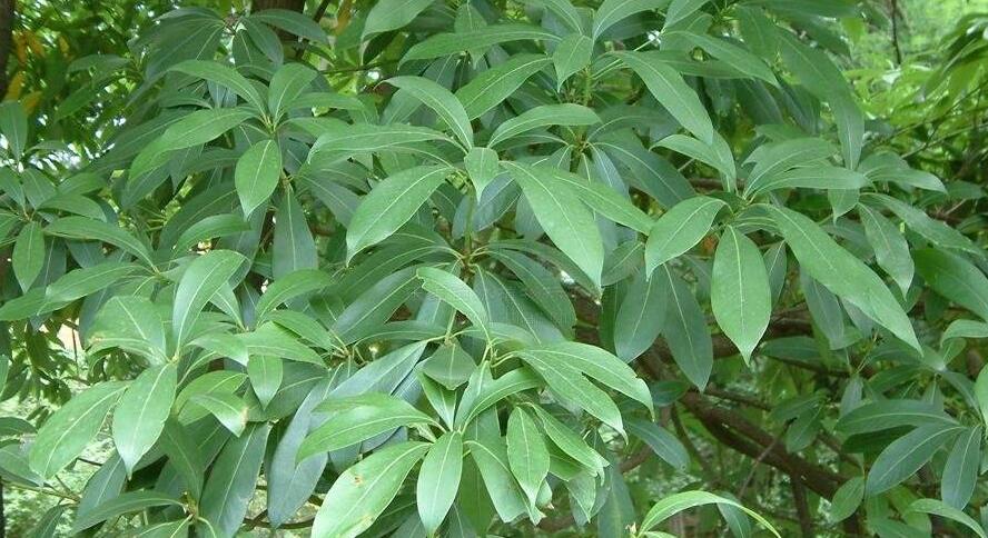 南山楠最新，自然美景的輕松探索之旅