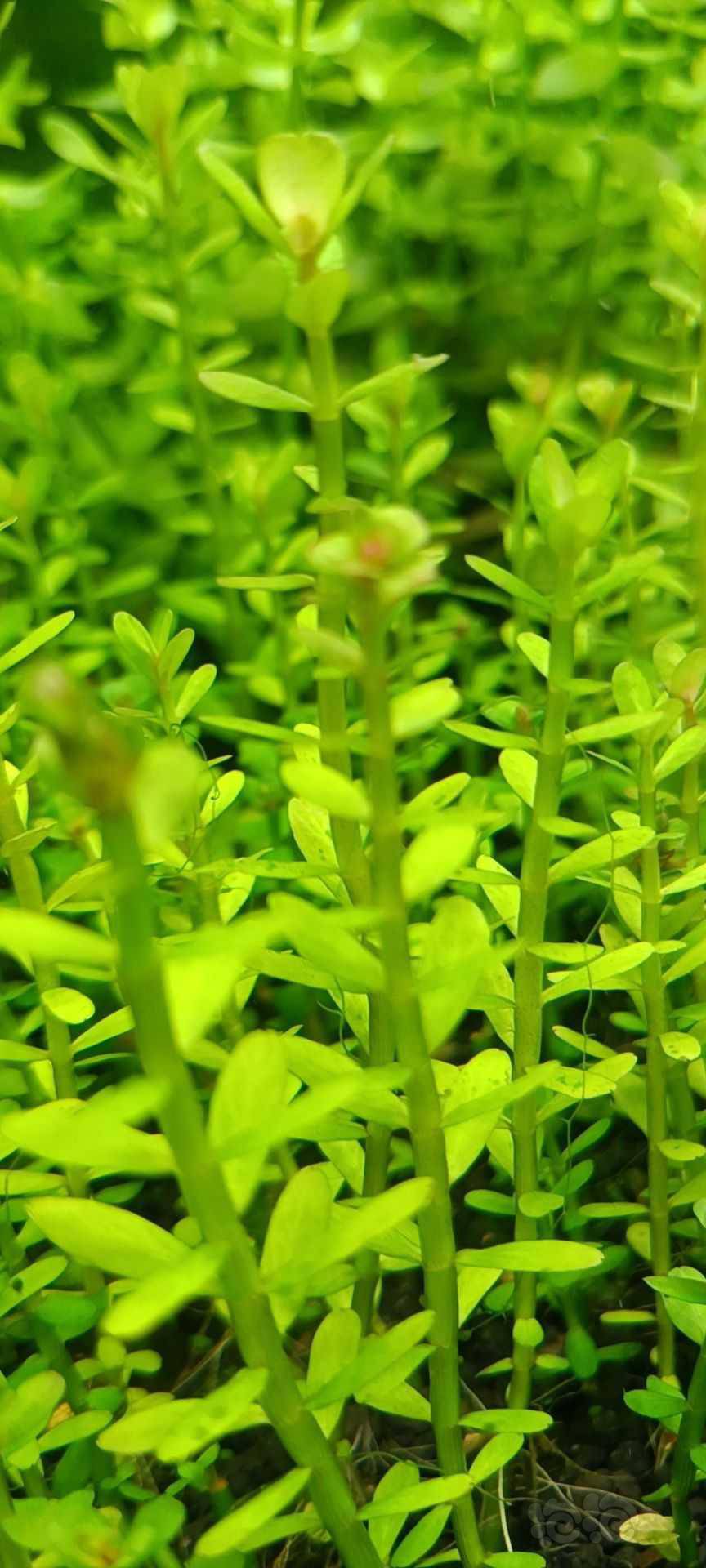 最新福利草草，自然美景之旅，探尋內(nèi)心平和與喜悅的旅程