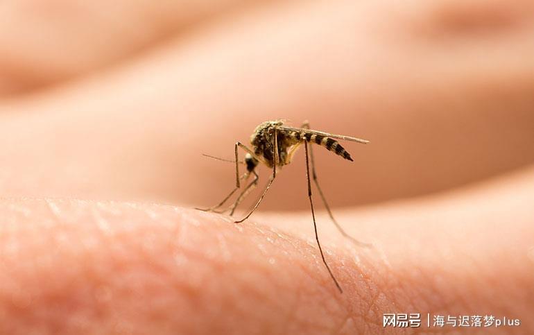 揭秘蚊子世界，最新報(bào)道與防治策略探索