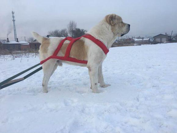 中亞犬，小巷深處的神秘秘境探索