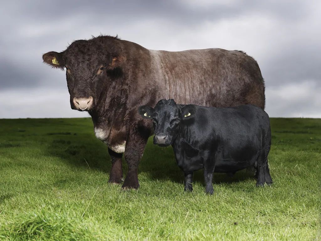 小巷隱藏寶藏，探訪特色小店，領(lǐng)略最牛最新魅力之旅