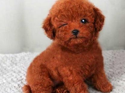 最新小鹿犬，趣事不斷，傳遞溫馨友誼與愛的小使者