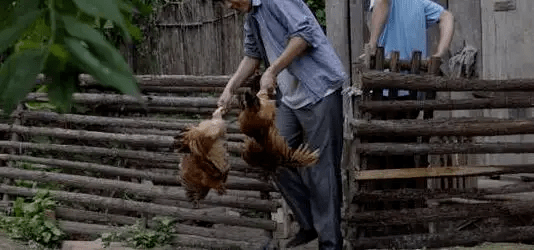 最新版偷雞，從變化中學(xué)習(xí)，擁抱自信，成就非凡之路