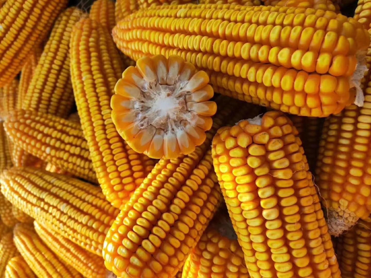 運(yùn)動(dòng)場(chǎng)館燈具 第52頁