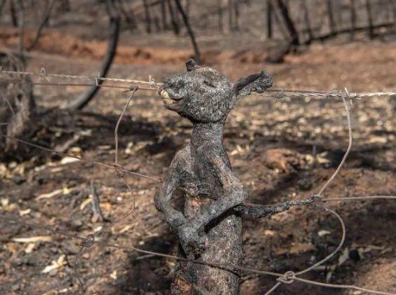 南澳山火最新情況更新，實(shí)時(shí)動(dòng)態(tài)與進(jìn)展