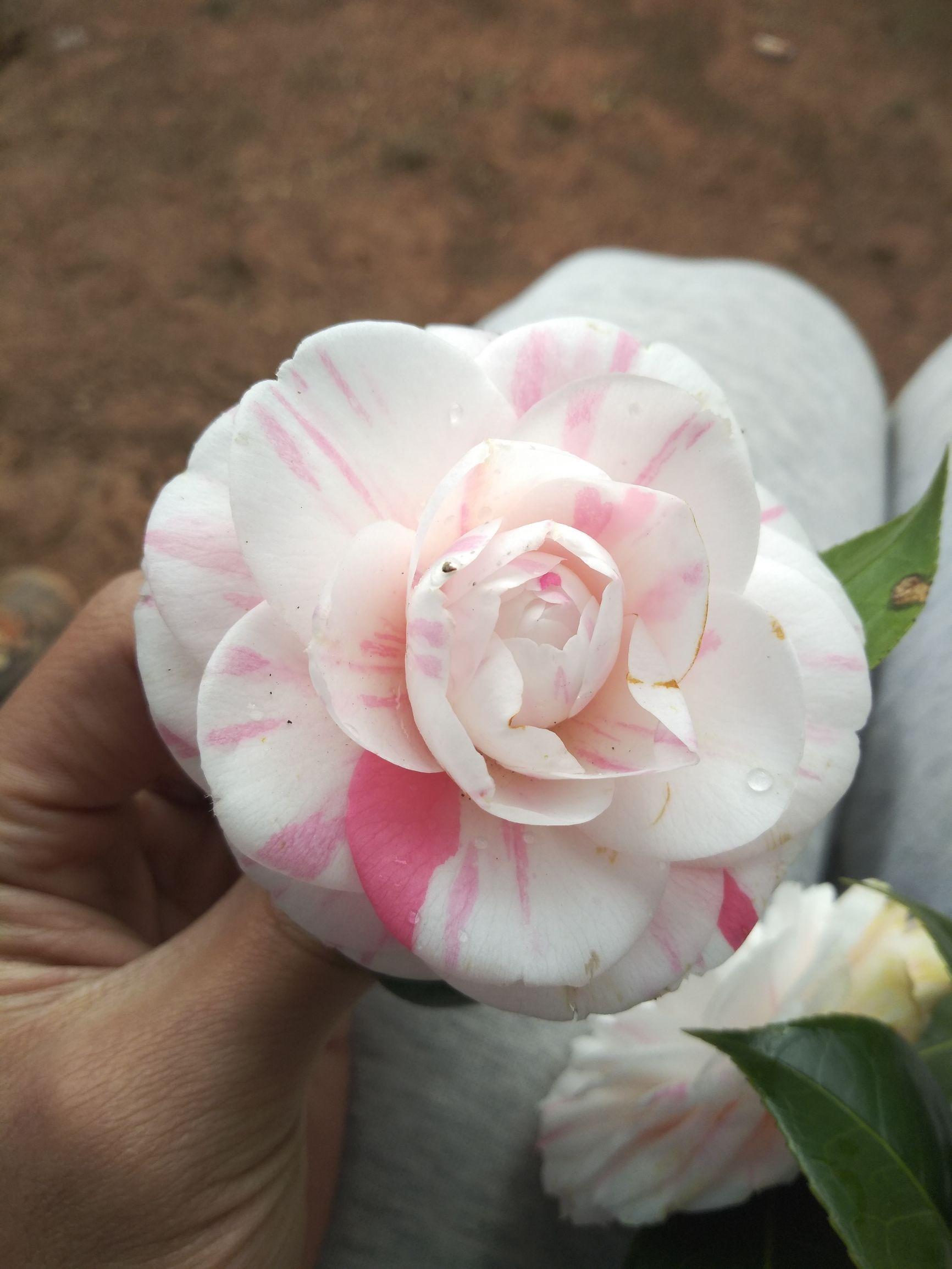 愛5最新劇情，心靈與自然的奇妙之旅