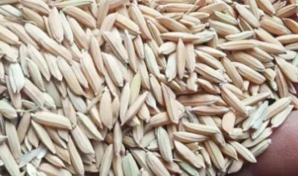 夏鳴星谷子最新科技，點亮生活，科技璀璨引領(lǐng)未來