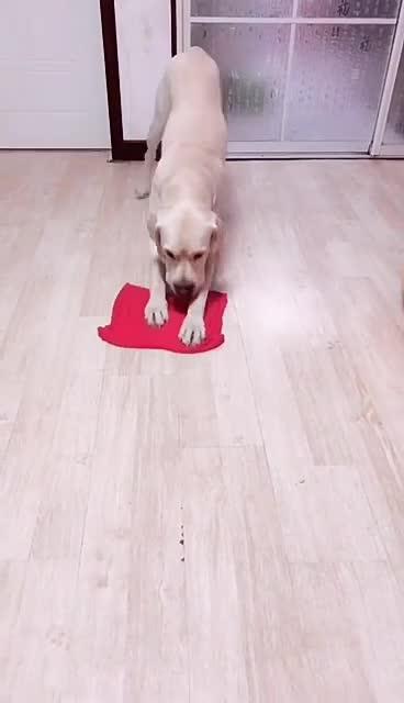 最新狗小視頻，溫馨日常故事